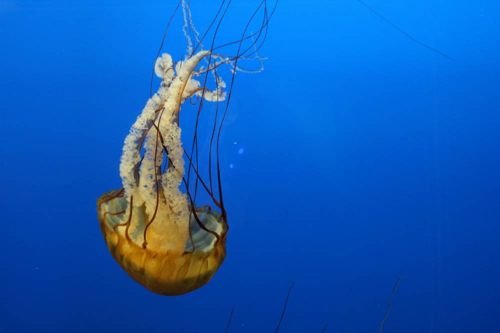 Digital photograph of a jellyfish